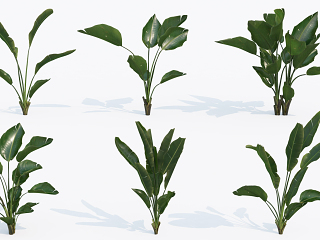 现代植物花卉