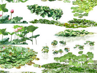 睡莲荷花