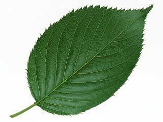 植物绿叶绿叶 (287)绿叶 (287)