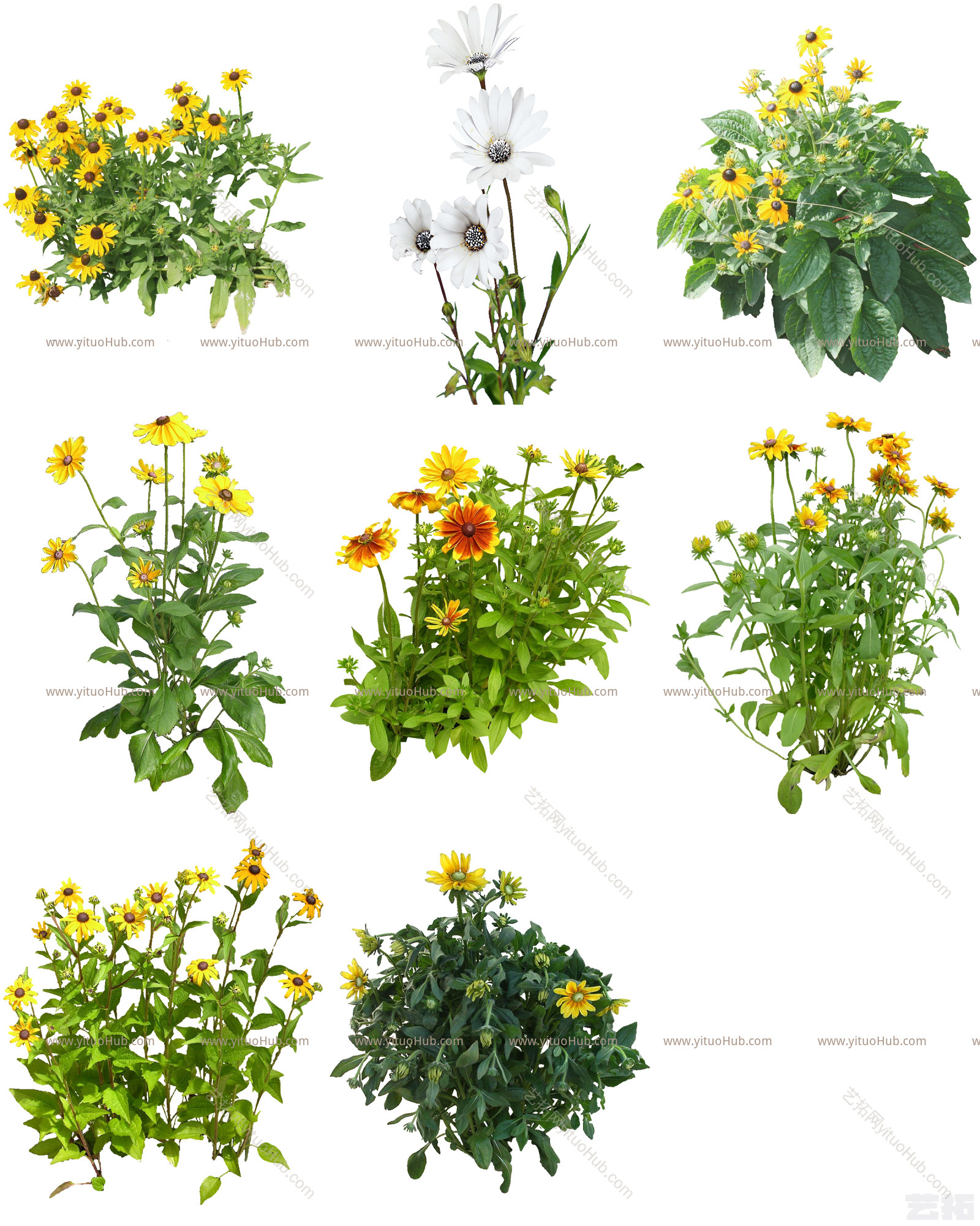 植物免扣素材-黑心菊