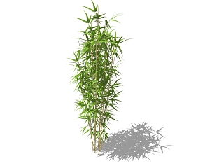 现代树木 灌木 龟背竹