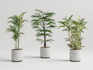 植物盆栽
