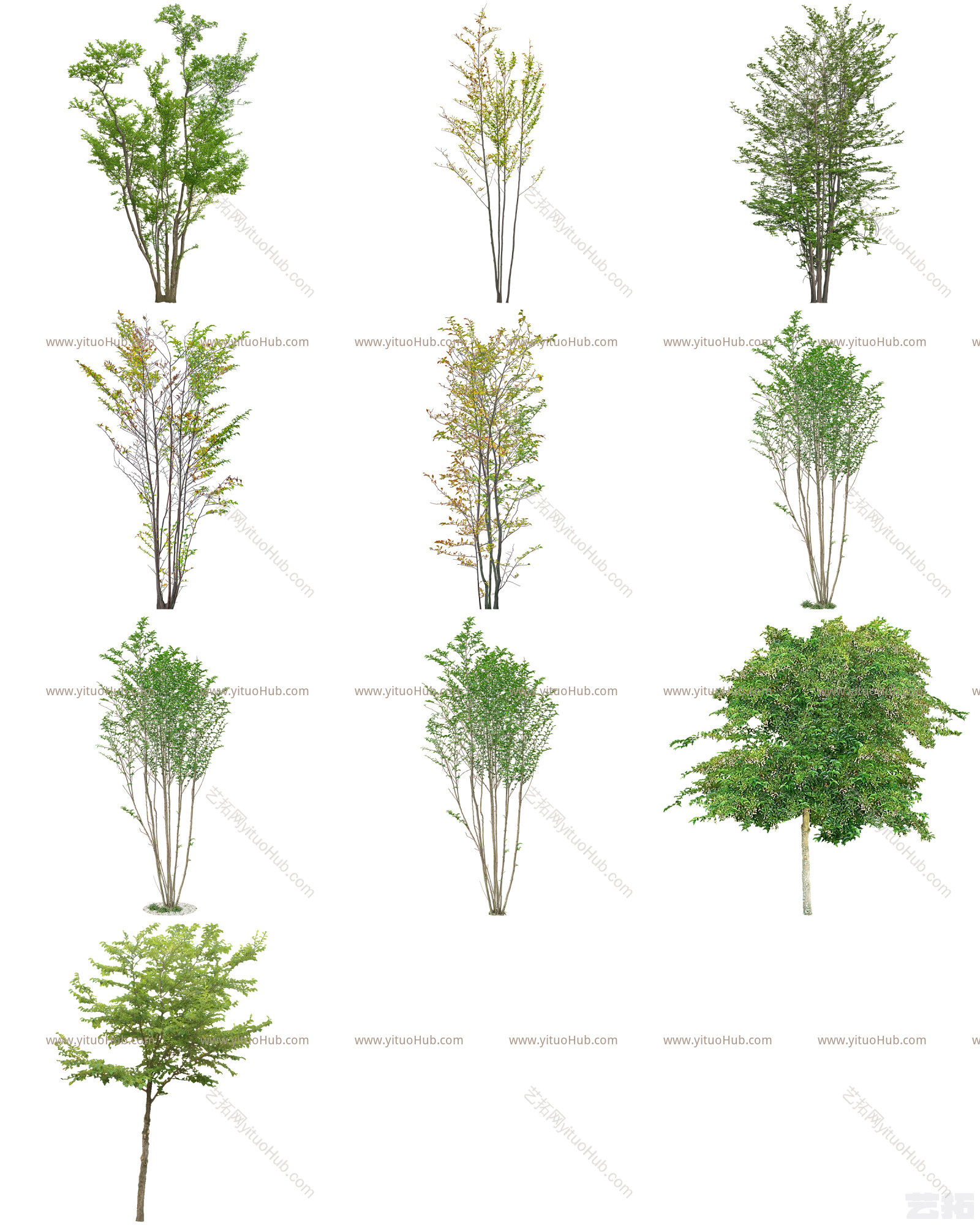 植物免扣素材-野茉莉