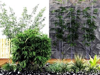 现代竹子 植物 石头组合