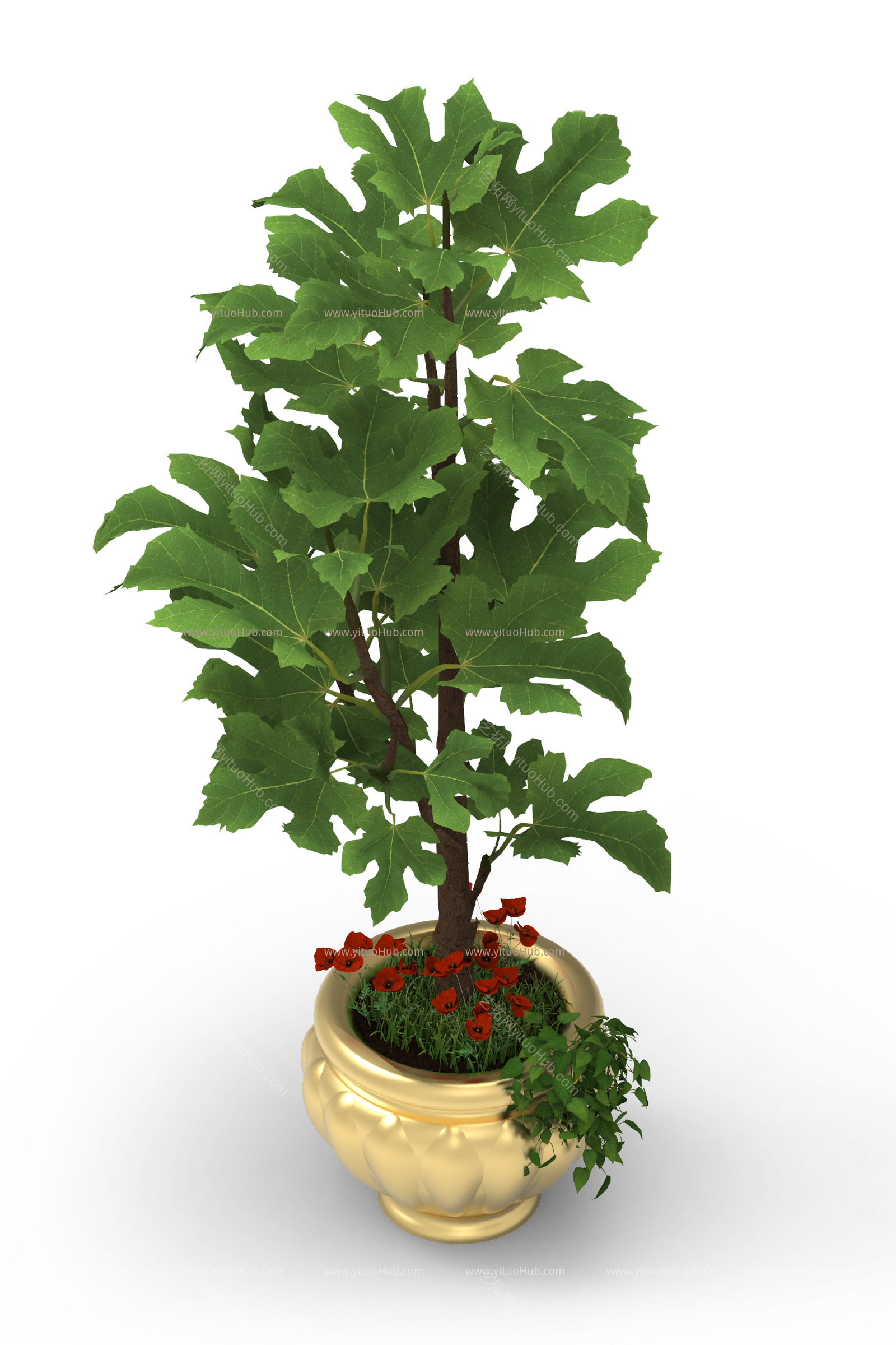 盆景植物-麻风树