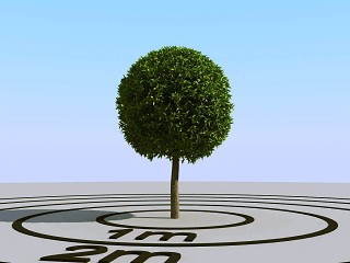 现代景观树小树树球