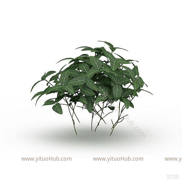 现代观叶植物模型
