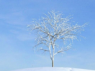 现代雪景树
