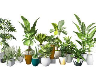 现代绿植盆栽