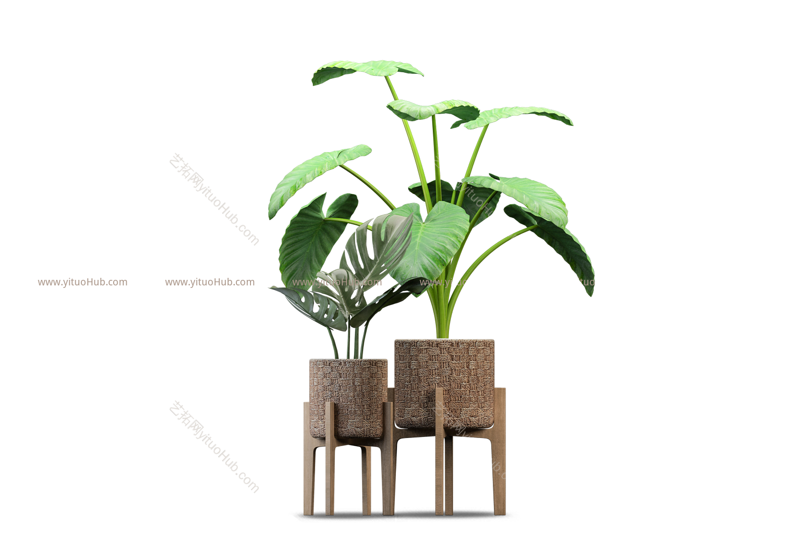 盆栽植物