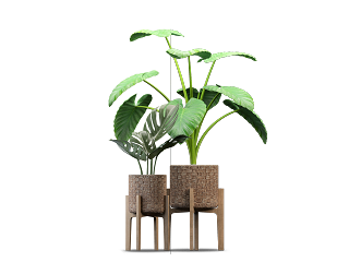 盆栽植物