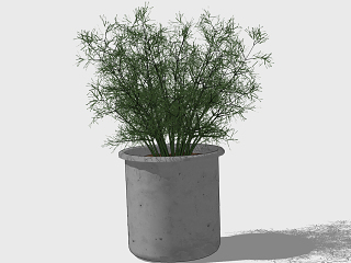 现代植物盆栽
