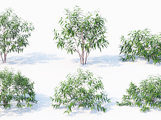 现代植物 灌木