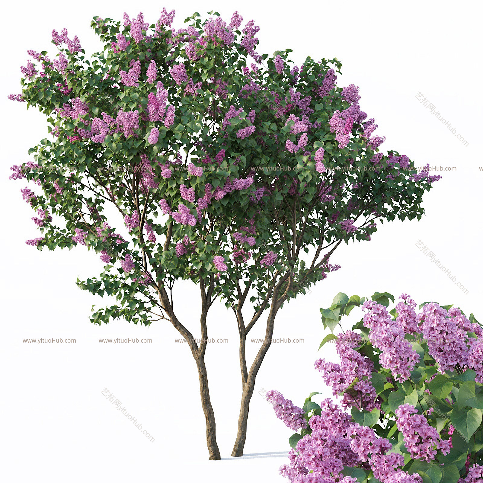 现代丁香树 丁香花 紫薇树