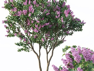 现代丁香树 丁香花 紫薇树