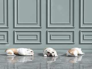 现代家犬 组合