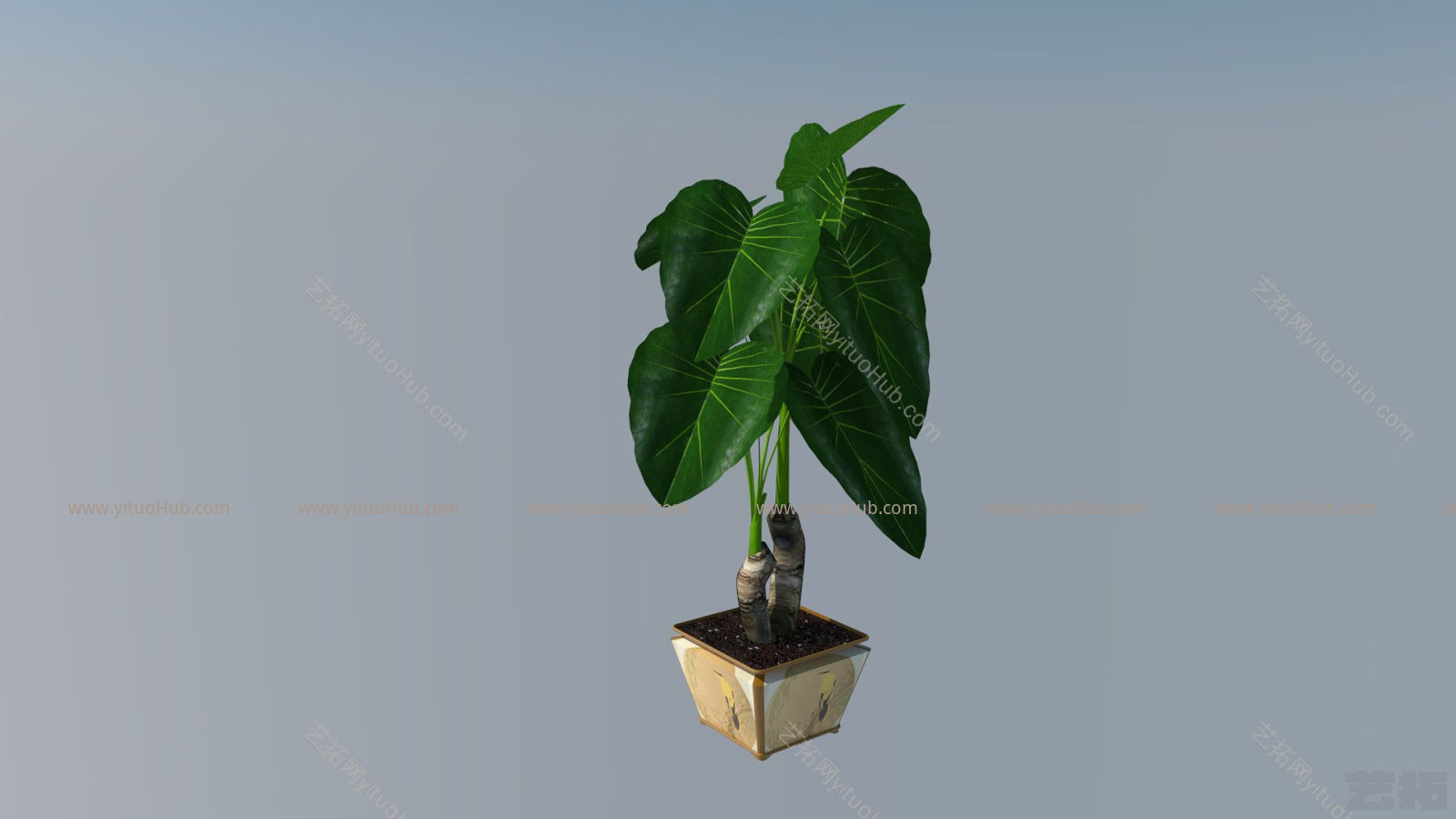 SU3D模型—植物滴水观音
