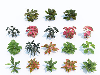 现代花草花卉 灌木 草