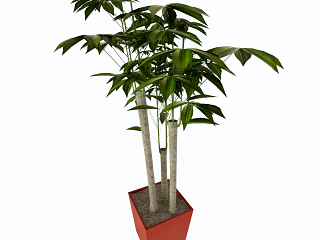 植物盆栽树木