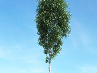 现代夏季树景观树