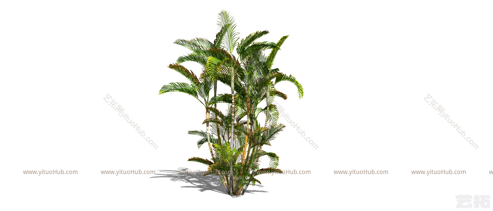 现代景观植物散尾葵