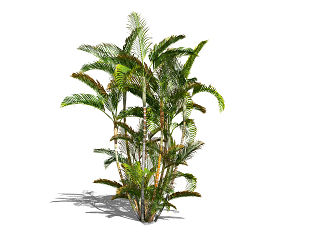现代景观植物散尾葵