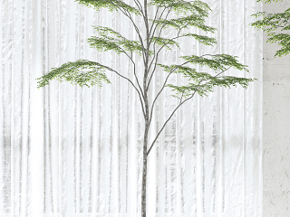 现代绿植盆栽盆景