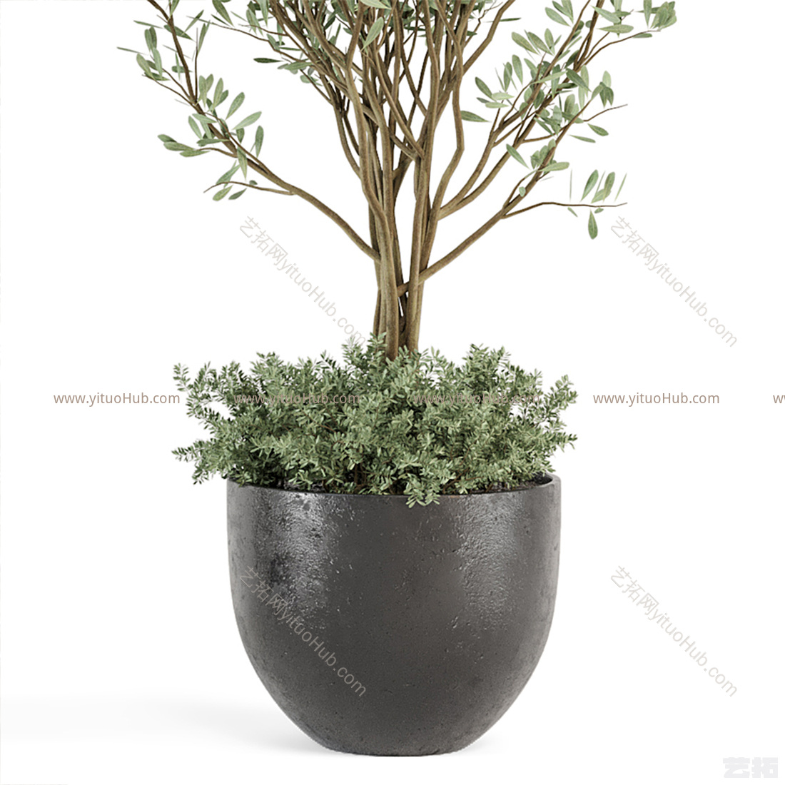 现代植物盆栽