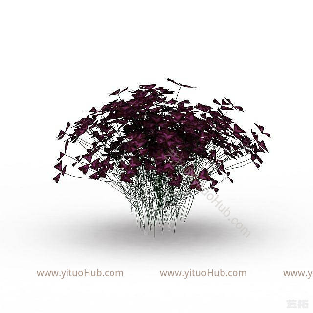 现代蝴蝶花植物模型