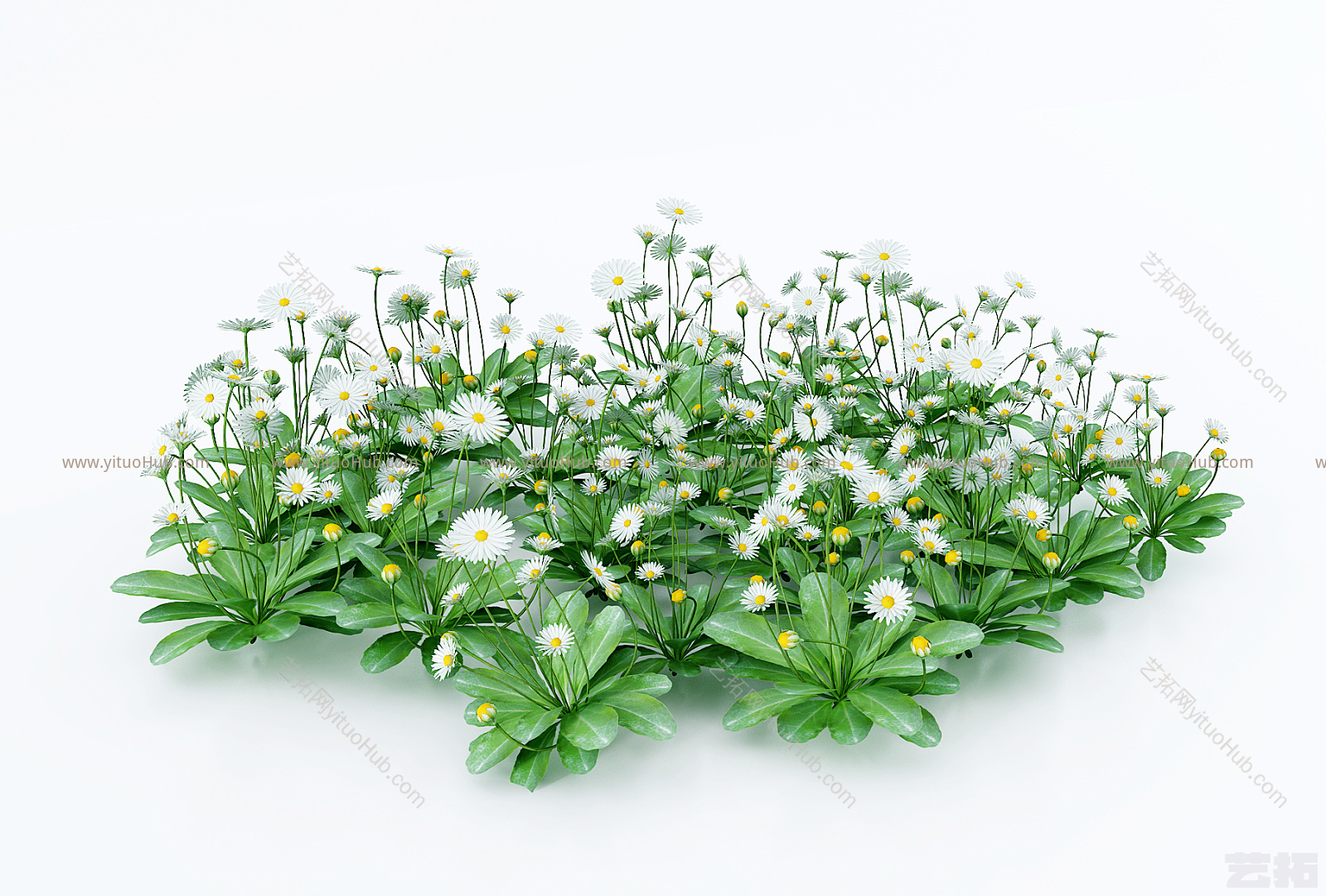 现代花园植物,花,