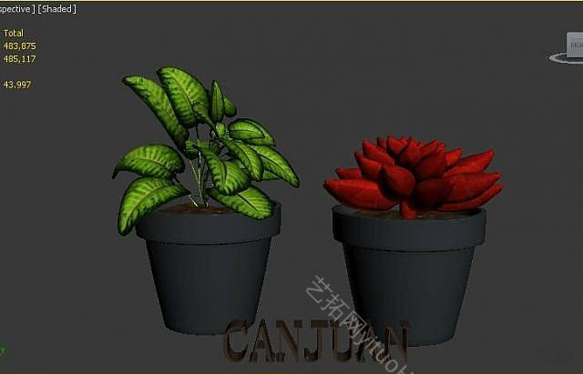 现代多肉植物孔雀竹芋姬胧月模型
