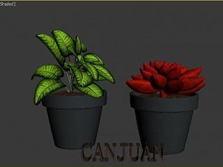 现代多肉植物孔雀竹芋姬胧月模型