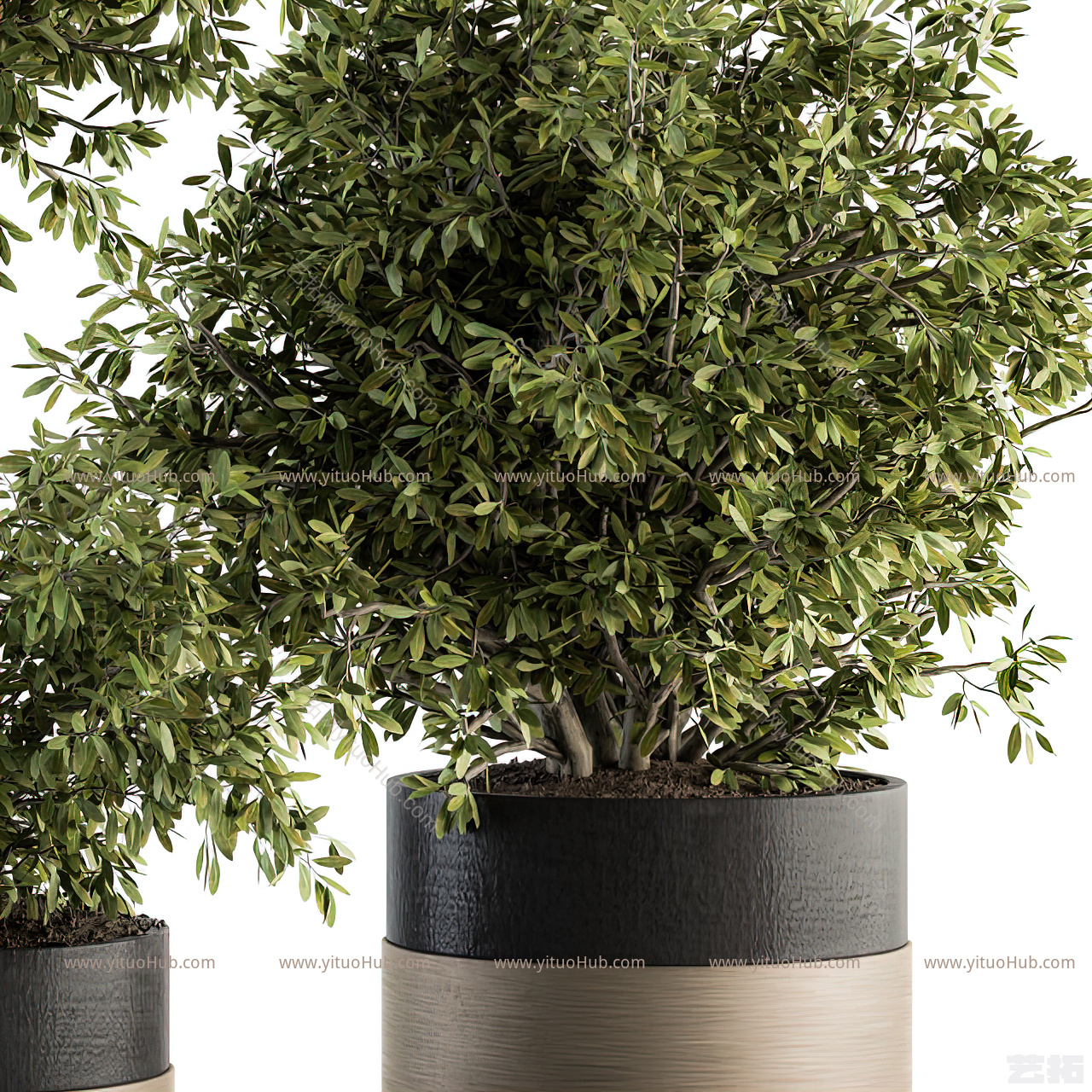 现代绿植盆栽