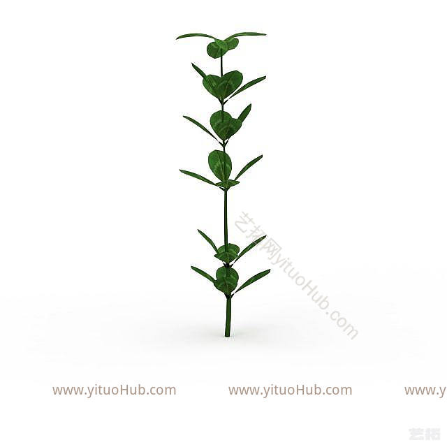 现代绿叶植物模型