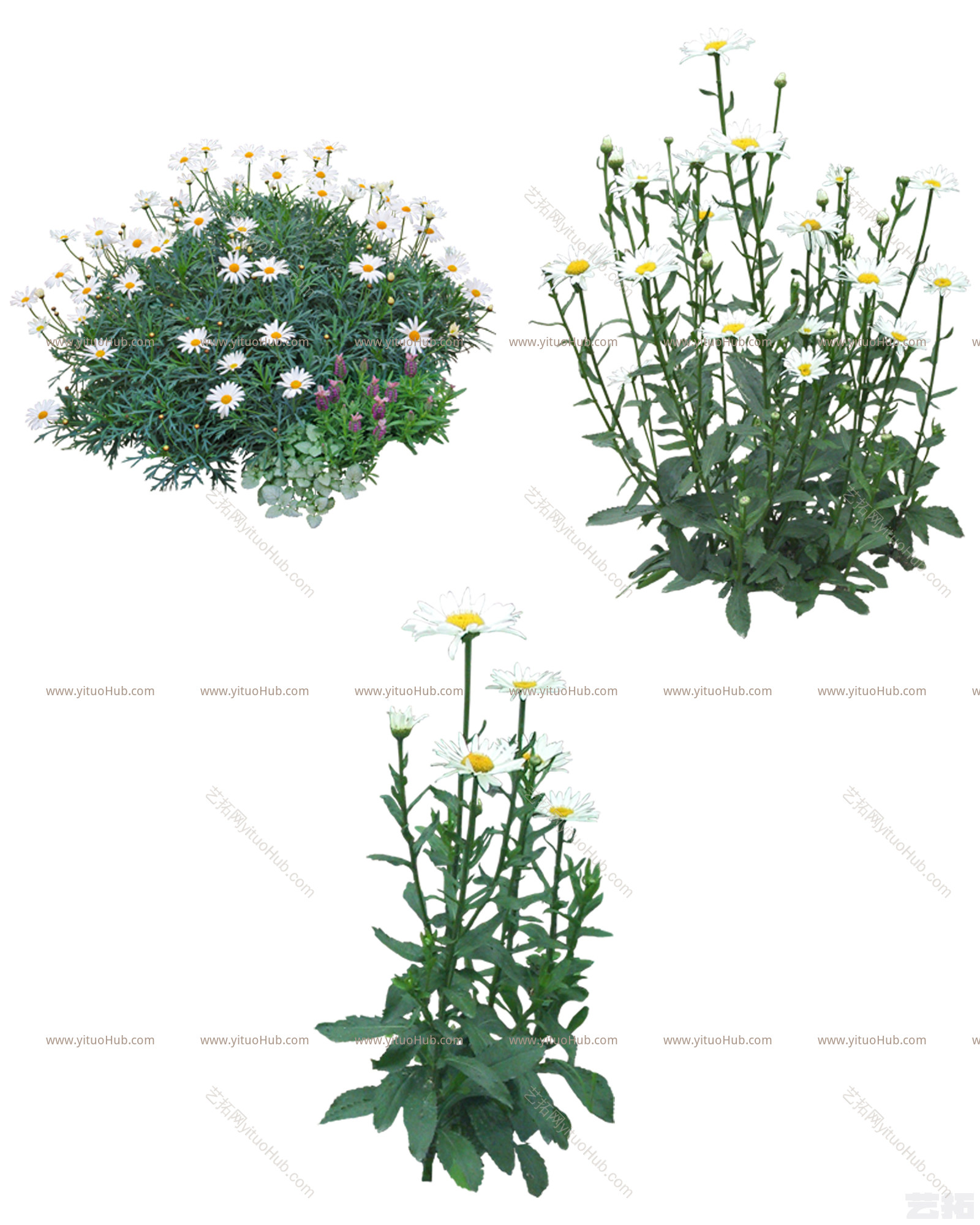 植物免扣素材-木春菊
