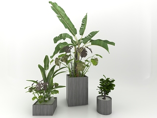 现代风格盆景 植物