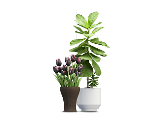 盆栽植物