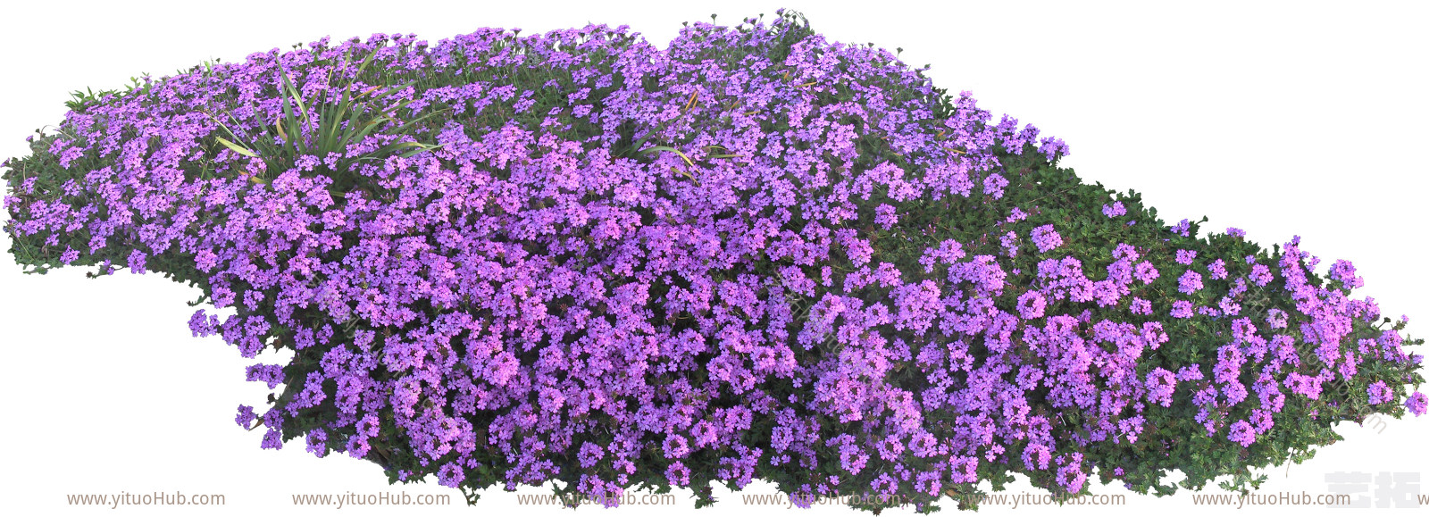 植物免扣素材-马鞭草