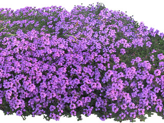 植物免扣素材-马鞭草