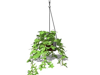 现代吊挂植物 绿植 吊篮盆栽