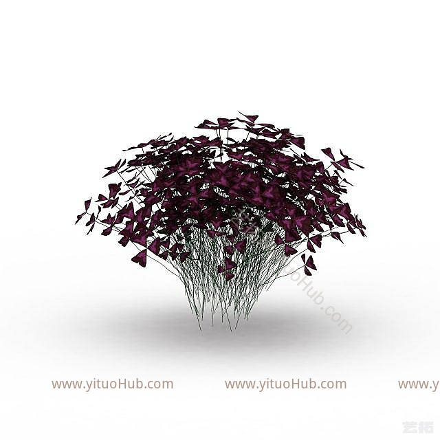 现代蝴蝶花植物模型