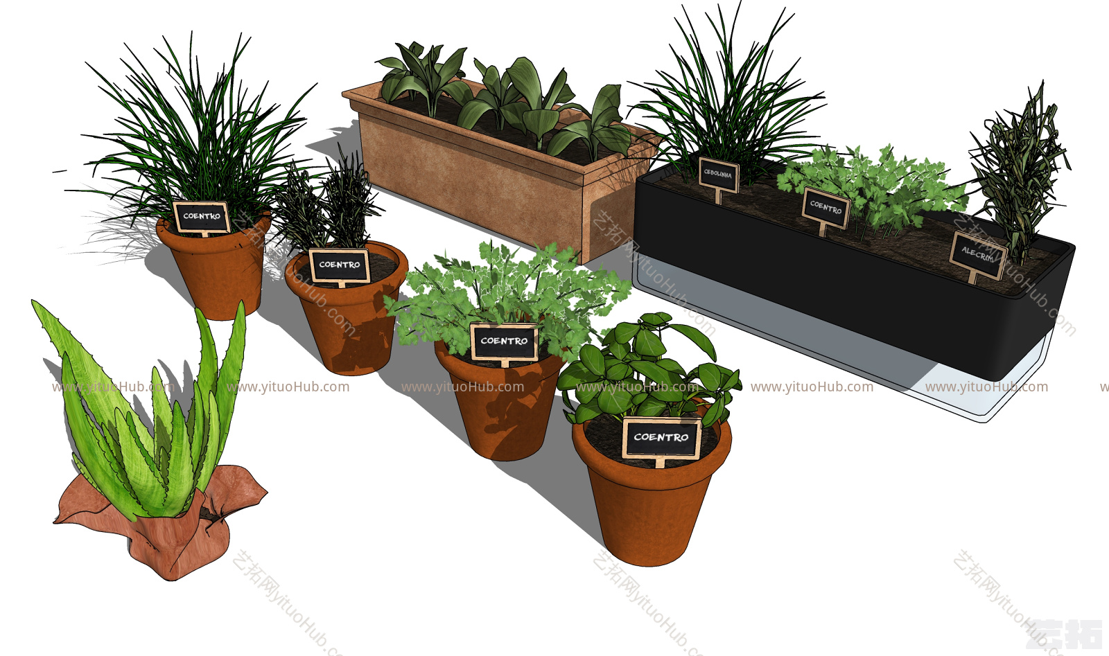 现代园艺盆栽植物