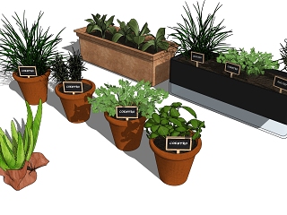 现代园艺盆栽植物