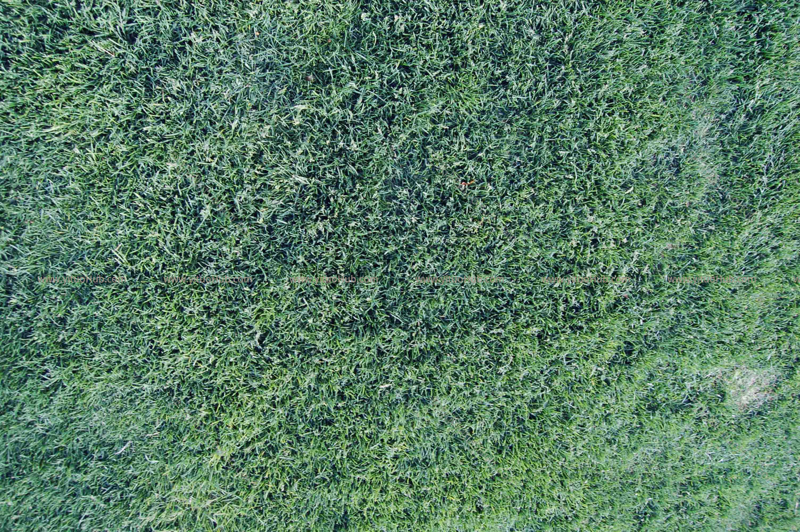 室外贴图草皮GroundVeg 19GroundVeg 19