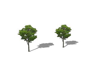 室外建筑 植物 绿树