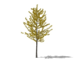 3D植物行道树银杏