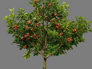 水果采摘园植物-山楂