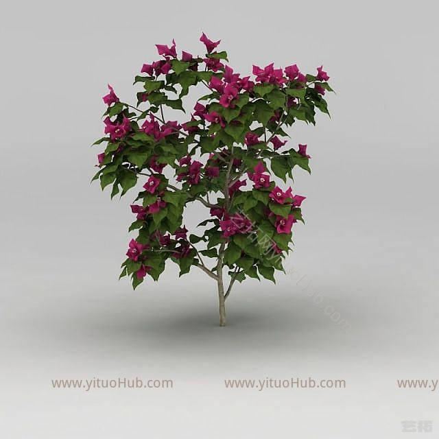 现代开花灌木模型