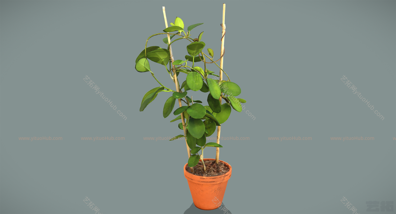 现代盆栽植物