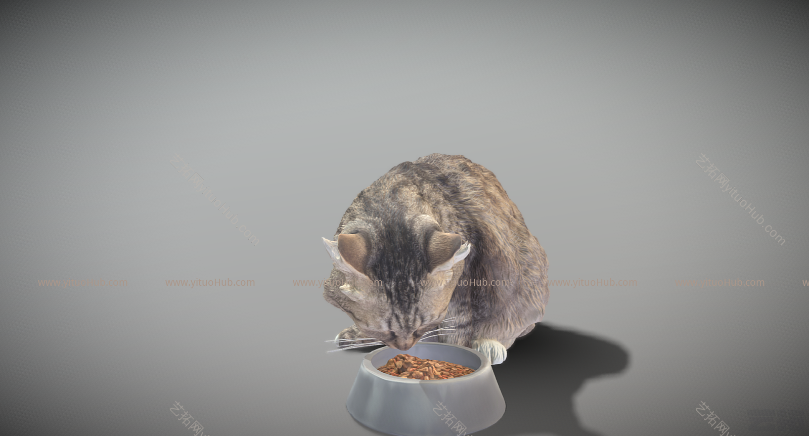 现代猫